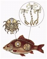 Об обнаружении возбудителей синергазилеза растительноядных рыб