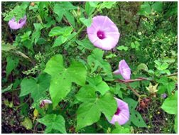 Ипомея плющевидная (ipomoea hederacea L)-опасный карантинный сорняк