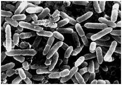 Псевдомоноз «Pseudomonas aeruginosa»