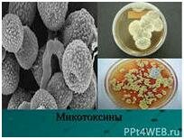 Влияние микотоксинов на организм животных и человека.