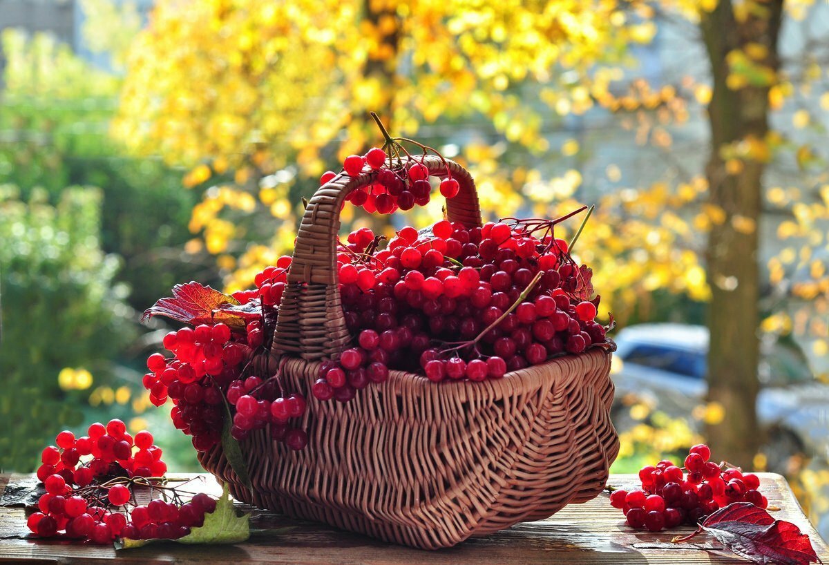 ягоды осенние названия и фото